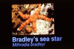 Bradley's Sea Star, (Mithrodia bradleyi)