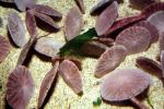 Sand Dollar, (Dendraster excentricus), Echinoidea, Clypeasteroida, Dendrasteridae, AAOV01P04_11