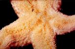 Pink Sea Star, (Pisaster brevispinus), Asteroidea, Forcipulatida, Asteriidae, AAOV01P04_16