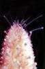 Pink Sea Star, (Pisaster brevispinus), Asteroidea, Forcipulatida, Asteriidae, AAOV01P04_17