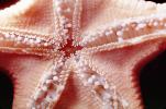 Pink Sea Star, (Pisaster brevispinus), Asteroidea, Forcipulatida, Asteriidae, AAOV01P05_01