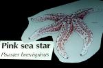 Pink Sea Star, (Pisaster brevispinus), Asteroidea, Forcipulatida, Asteriidae, AAOV01P05_02
