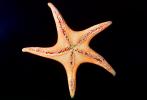 starfish, AAOV01P05_04