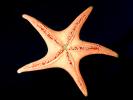 starfish, AAOV01P05_05