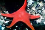 starfish, AAOV01P05_11