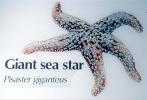 Giant Sea Star, (Pisater gigantus)