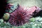 Red Sea Urchin, (Strongylorcentrotus franciscanus), AAOV01P06_11
