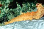Sea Cucumber (Parastichopus californicus), AAOV01P07_05