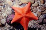 Bat Sea Star, AAOV01P07_09