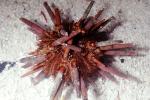 Pencil Urchin, (Eucidaris tribuloides), Perischoechinoidea, Cidaroida, Cidaridae, AAOV01P07_10