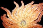 Sunflower star, (Pycnopodia helianthoides), Asteroidea