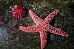 starfish, AAOV01P08_06