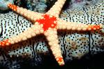 starfish, AAOV01P08_07