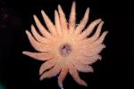 Sunflower star, (Pycnopodia helianthoides), Asteroidea, Forcipulatida, Asteriidae, Starfish, seastar, AAOV01P09_04