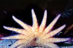 Sunflower star, (Pycnopodia helianthoides), Asteroidea, Forcipulatida, Asteriidae, Starfish, seastar, AAOV01P09_05