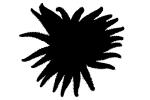 Sunflower star silhouette, (Pycnopodia helianthoides), Asteroidea, Forcipulatida, Asteriidae, Starfish, seastar, shape, logo, AAOV01P09_09M