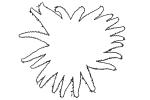 Sunflower star outline, (Pycnopodia helianthoides), Starfish, line drawing, shape