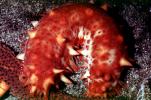 California Sea Cucumber, Parastichopus californicus