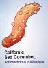 California Sea Cucumber, Parastichopus californicus, AAOV01P10_04