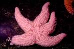 starfish, AAOV01P10_06