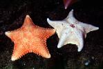 starfish, AAOV01P10_07