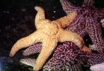 starfish, AAOV01P10_10