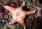 starfish, AAOV01P11_01