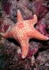 starfish, AAOV01P11_02