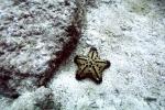 starfish, AAOV01P11_09