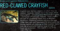 Freshwater blueclaw Crayfish, (Cherax quadricarinatus), Malacostraca, Decapoda, Parastacidae, AARD01_005