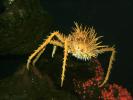 Spiny King Crab, (Paralithodes rathbuni), Malacostraca, Decapoda, Lithodidae, AARD01_007