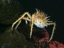 Spiny King Crab, (Paralithodes rathbuni), Malacostraca, Decapoda, Lithodidae, AARD01_008