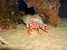 Hermit crab, AARD01_009
