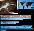 Freshwater Prawn, (Macrobrachium rosenbergii), Malacostraca, Decapoda, Caridea, AARD01_025