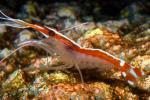 Pacific Cleaner Shrimp, (Lysmata amboinensis), Malacostraca, Decapoda, Hippolytidae, omnivorous, AARD01_031