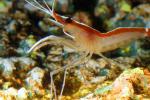 Pacific Cleaner Shrimp, (Lysmata amboinensis), Malacostraca, Decapoda, Hippolytidae, omnivorous, AARD01_032