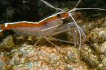 Pacific Cleaner Shrimp, (Lysmata amboinensis), Malacostraca, Decapoda, Hippolytidae, omnivorous, AARD01_033