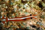 Pacific Cleaner Shrimp, (Lysmata amboinensis), Malacostraca, Decapoda, Hippolytidae, omnivorous, AARD01_034