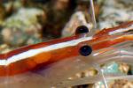 Pacific Cleaner Shrimp, (Lysmata amboinensis), Malacostraca, Decapoda, Hippolytidae, omnivorous, AARD01_035