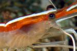 Pacific Cleaner Shrimp, (Lysmata amboinensis), Malacostraca, Decapoda, Hippolytidae, omnivorous, AARD01_036