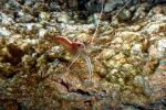 Channel Crab (Mithrax spinosissimus), AARD01_038