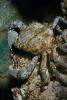 Channel Crab (Mithrax spinosissimus), AARD01_040
