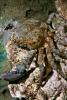 Channel Crab, (Mithrax spinosissimus), AARD01_041