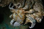 Channel Crab, (Mithrax spinosissimus), AARD01_042
