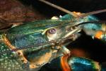 Freshwater blueclaw Crayfish, (Cherax quadricarinatus), Malacostraca, Decapoda, Parastacidae, AARD01_047