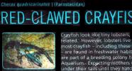 Freshwater blueclaw Crayfish, (Cherax quadricarinatus), Malacostraca, Decapoda, Parastacidae, AARD01_048