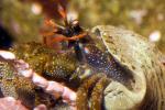 Hermit Crab, Pagurus, AARD01_049