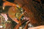 Hermit Crab, Pagurus, AARD01_050
