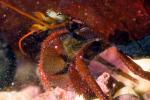 Hermit Crab, Pagurus, AARD01_052