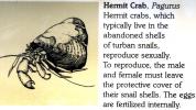 Hermit Crab, Pagurus, AARD01_053